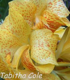 Photo of Spotted flowers of garden plant canna Olive Cole