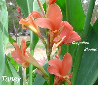 Canna Taney