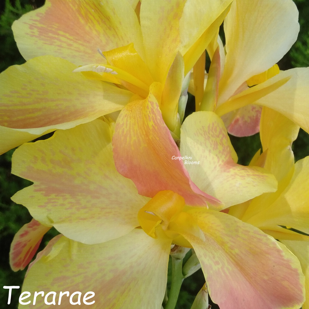 Canna Terarae