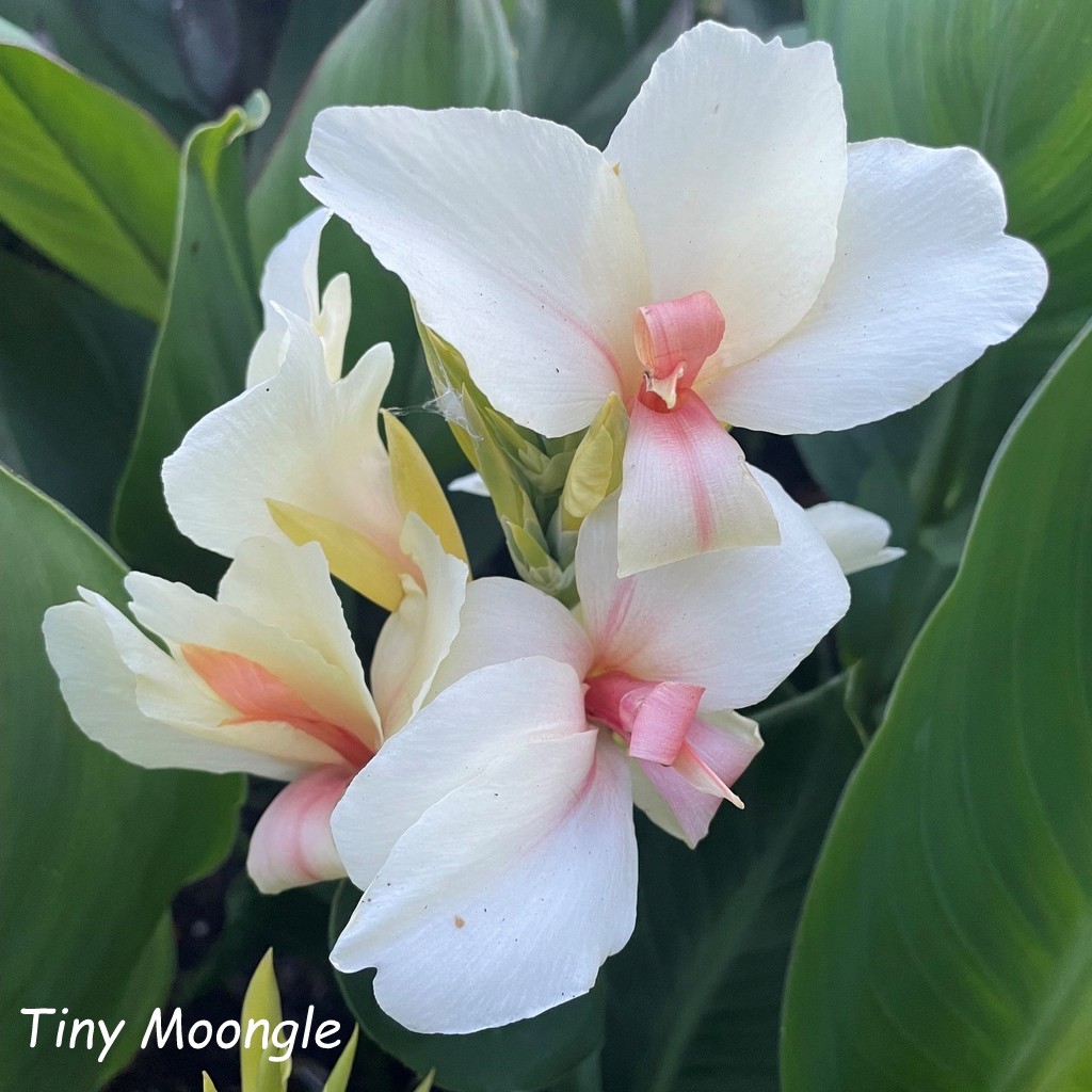 canna Tiny Moongle