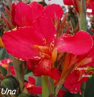 Canna Una