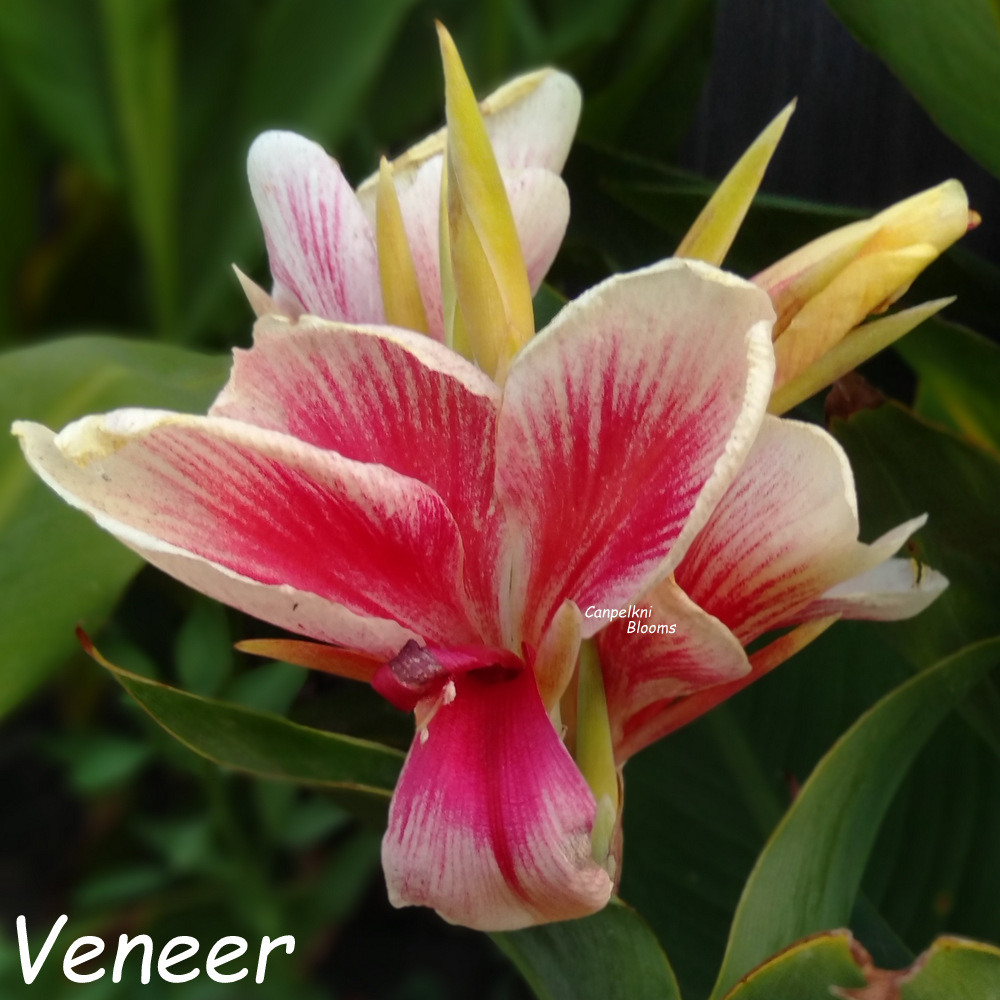canna Veneer