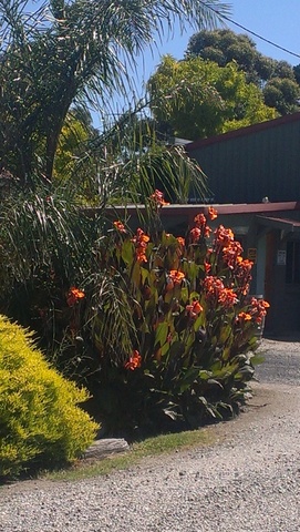 Canna Wyoming with colored leaves