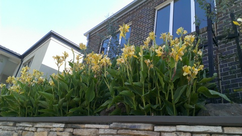 yellow flowering cannas in Victoria