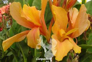 cannas flower evolution