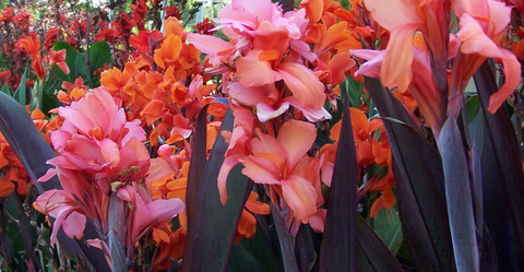 Garden Cannas pictured above John Lochner, Verdi and Marie Nagal