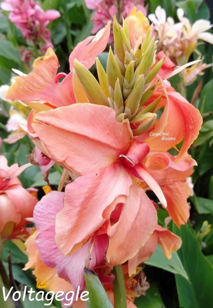 canna Voltage