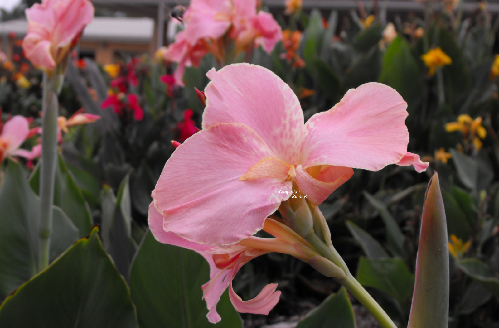 Tropical Flowering Cannas