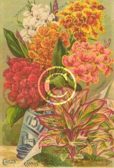 John Lewis Childs print of garden cannas