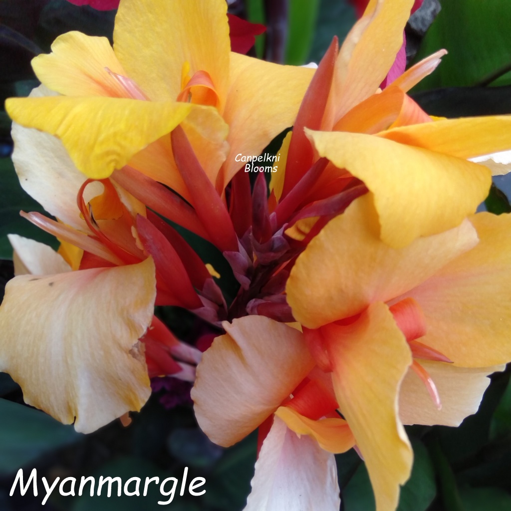 canna Myanmar Gle Series of Cannas