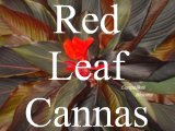 pictures of red cannas with dark bronze brown or black leaves