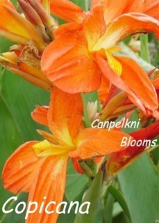 garden cannas Copicana with orange flowers