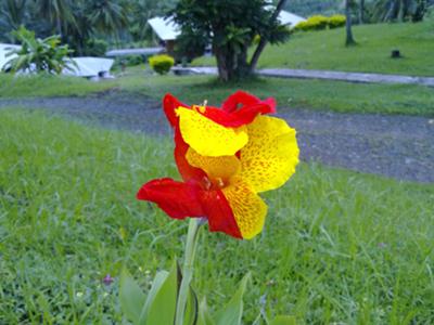 Growing wild in Indonesia