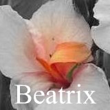 Read about canna Beatrix