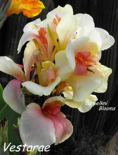 Canna garden plants flowering in Australia