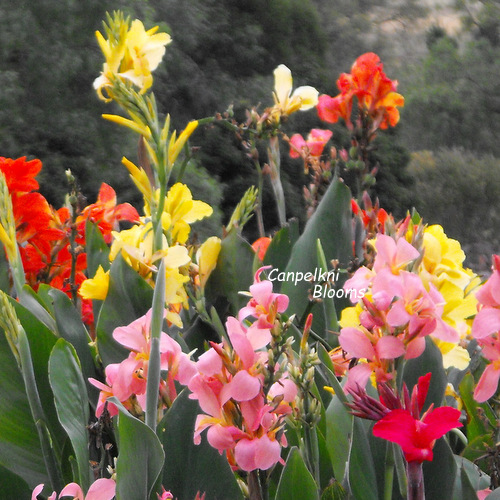 growing planting cannas