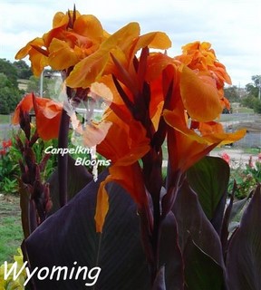 Canna Wyoming