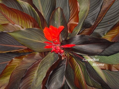 leaf colored red cannas