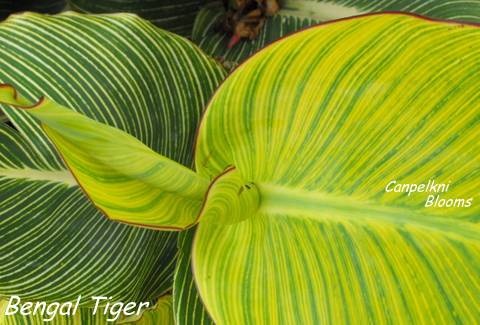 striped foliage of canna bengal tiger