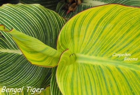 Bengal Tiger Lily