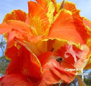 Orange canna Frederick Benary