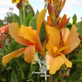 picture of orange canna lillies