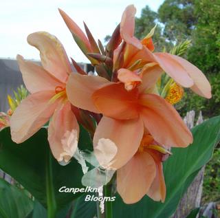 picture of pastel orange flowering canna plant