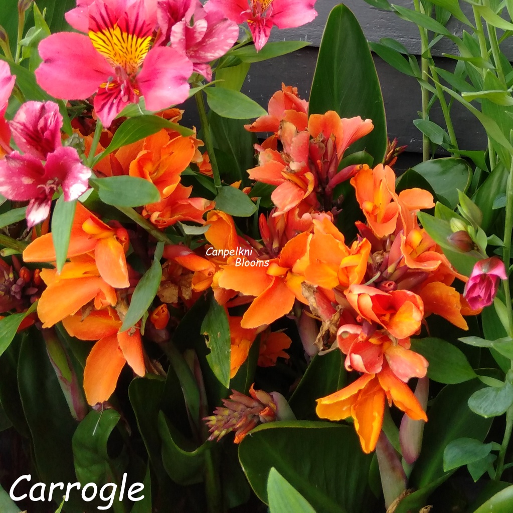 Cannas Carrogle