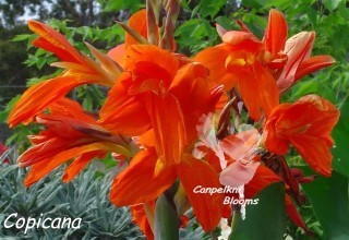 Pictures of garden flowers of canna Copicana