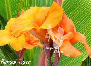 variegated garden canna Bengal Tiger