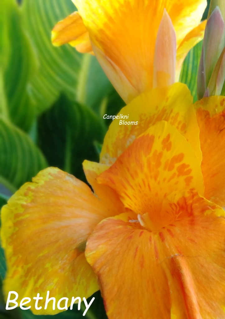 Variegated Leaf Cannas Bethany