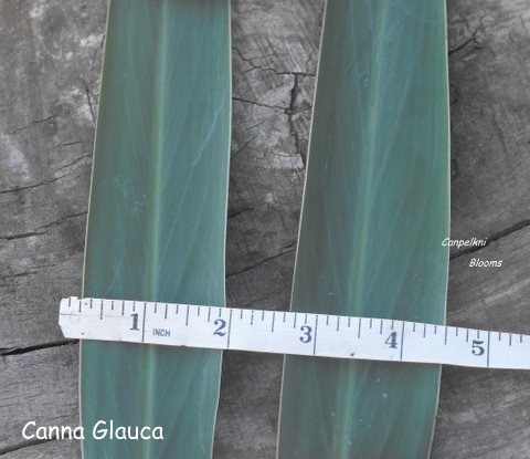Picture of canna Glauca's leaves being measured