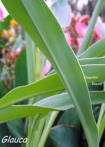 PIcture of foliage and margin on canna Glauca