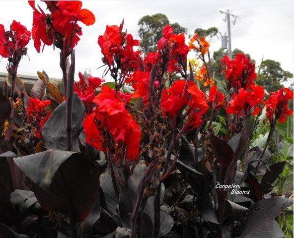 Picture of cannas Tropicanna Black, Feuerzauber and Prince of Burgundy and the cultivar Australia and Red King Humbert