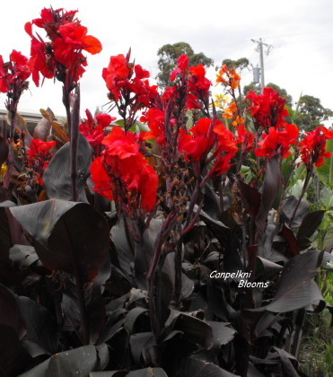 Black coloured leaf cannas on trial