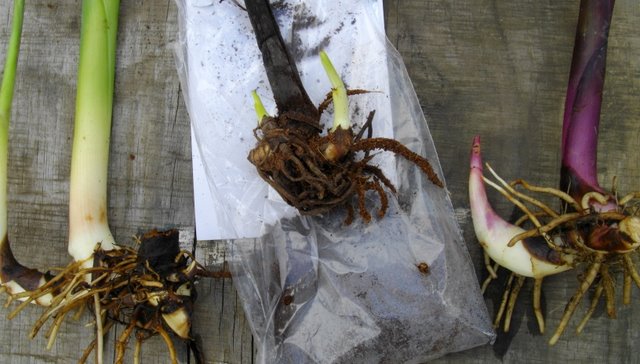 Picture of a bagged canna brought from a leading retail hardware store