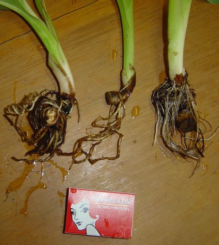 Photo image of three small cannas