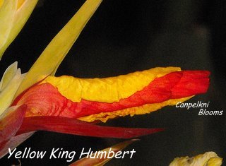 Yellow King Humbert Is sometimes also called canna Cleopatra.