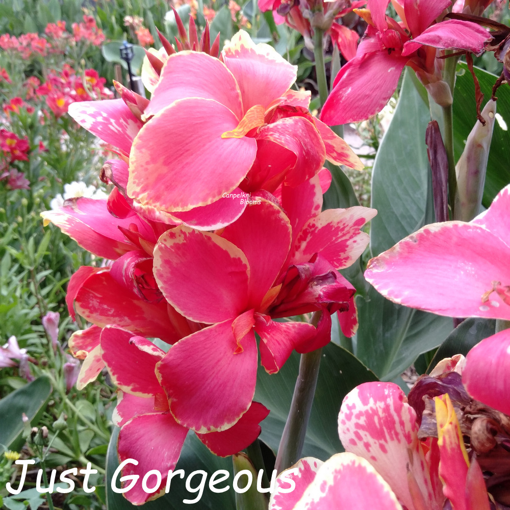 canna Just Gorgeous