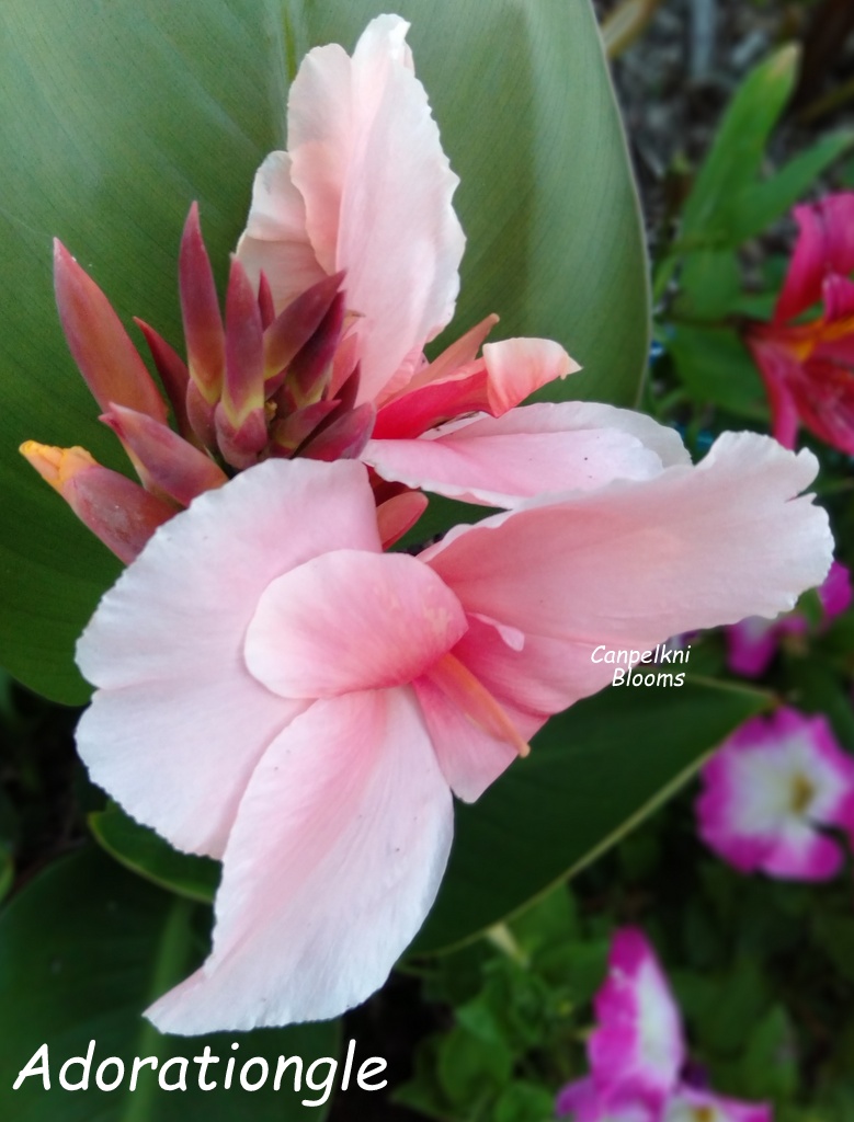 Canna Adoration Canna Adoration