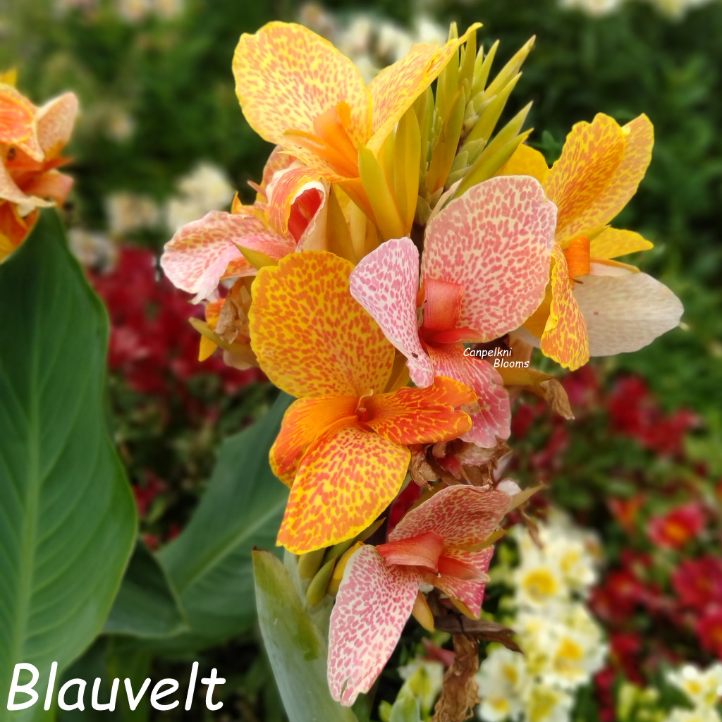 Canna Blauvelt