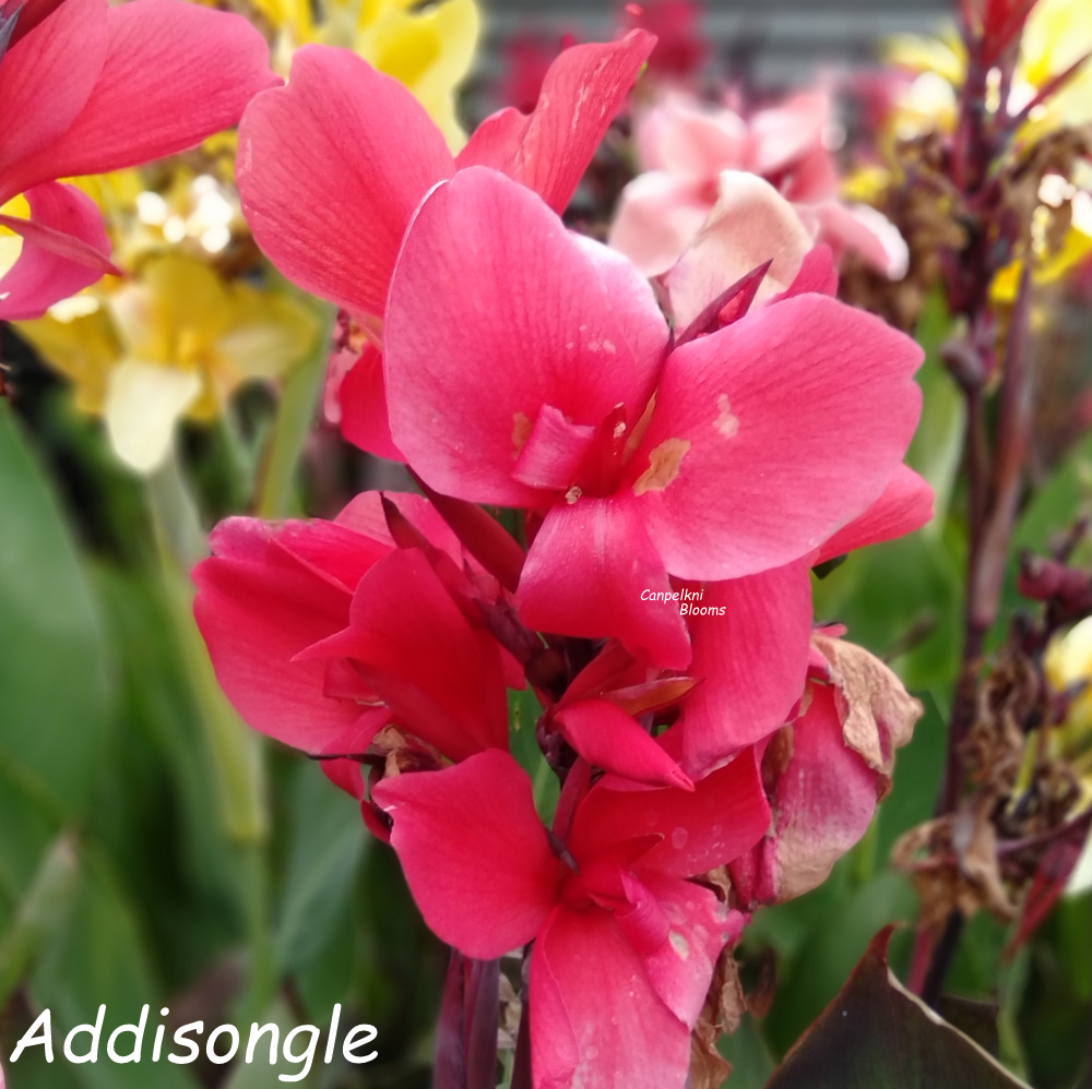 Canna Addisongle Canna Addisongle