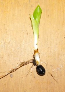 Garden Diary picture of a self sown canna seedling I found a in the garden amongst other growing plants