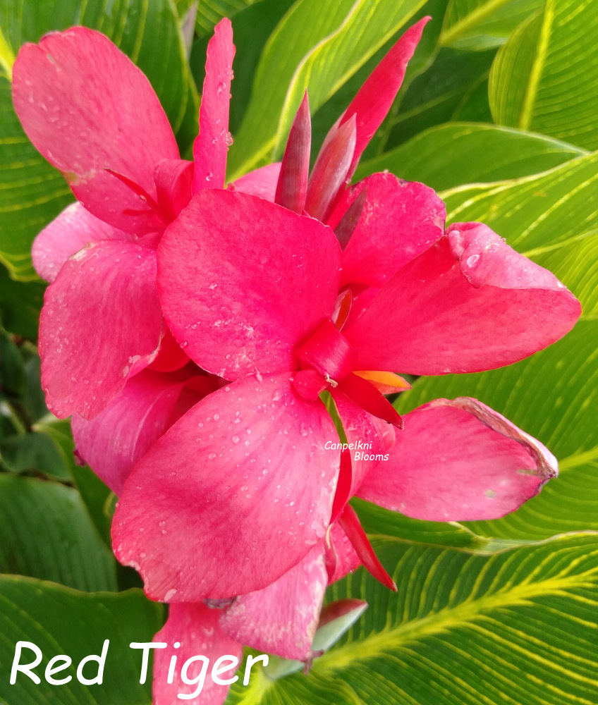 canna Red Tiger