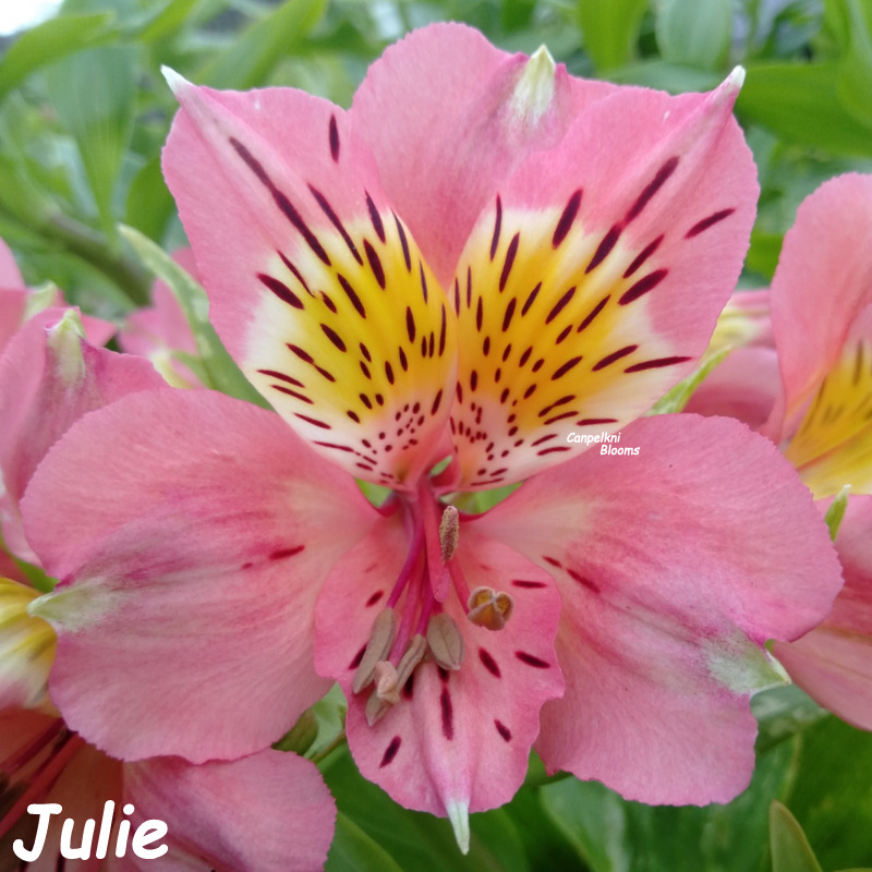 Julie Julie