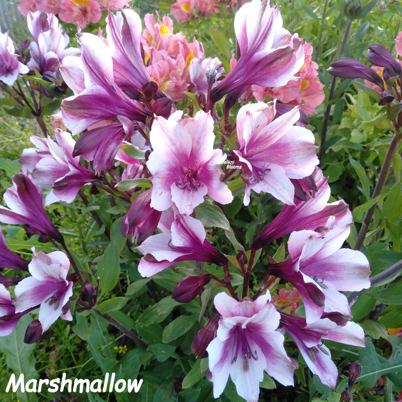 Marshmallow flowers Marshmallow flowers