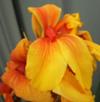 An 'unaltered' photo of Canna Frau Gartenburg