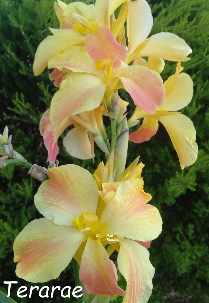 canna Terarae