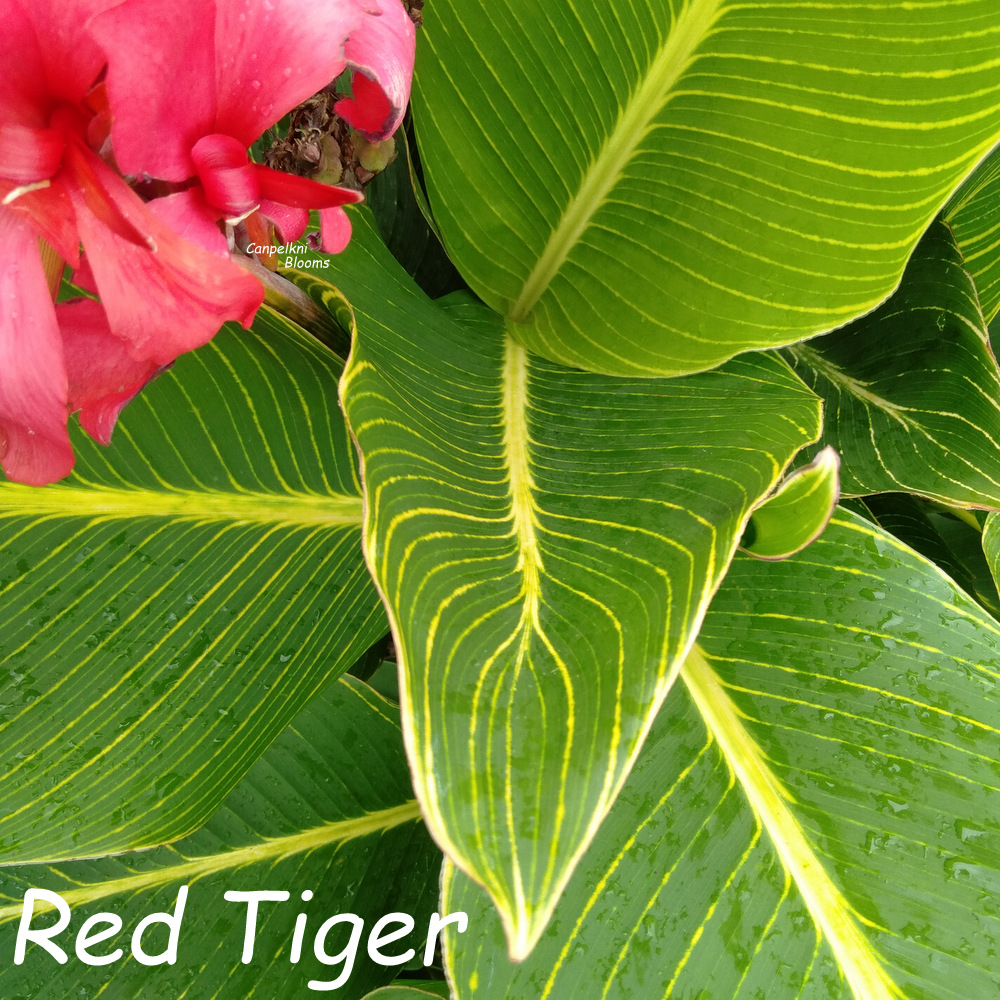 canna Red Tiger