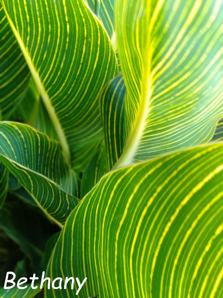Canna Bethany